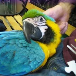 9дома,  поднятые и зарегистрирован синих и золотых попугаи ара для прод