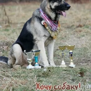 Элитный щенок восточно-европейской овчарки (ВЕО) от Чемпионов РФ 