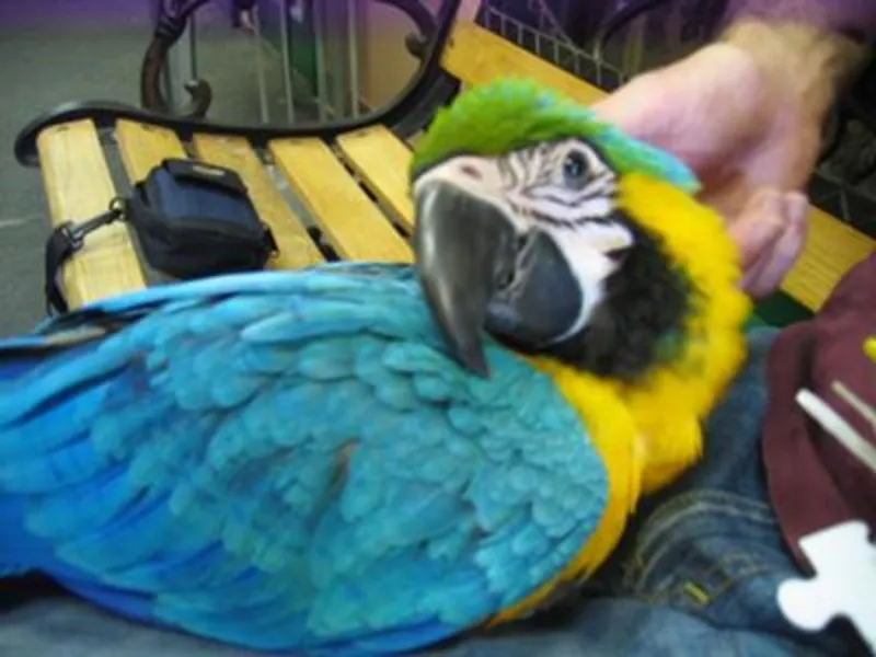 9дома,  поднятые и зарегистрирован синих и золотых попугаи ара для прод