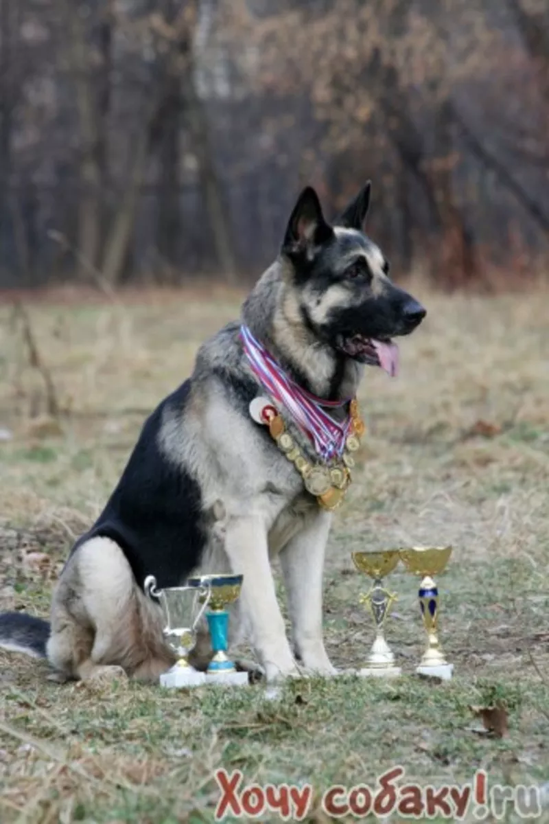 Элитный щенок восточно-европейской овчарки (ВЕО) от Чемпионов РФ 